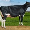 H.K.Holsteins 16 1 (Sand-Valley J Pharo)